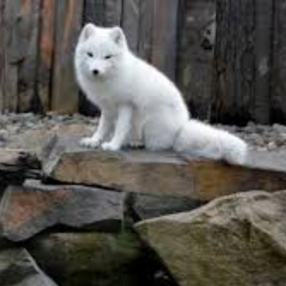 MEET YOUR POSHER,  The Foxes (SEE IMPORTANT INFO BELOW) - Picture 1 of 1